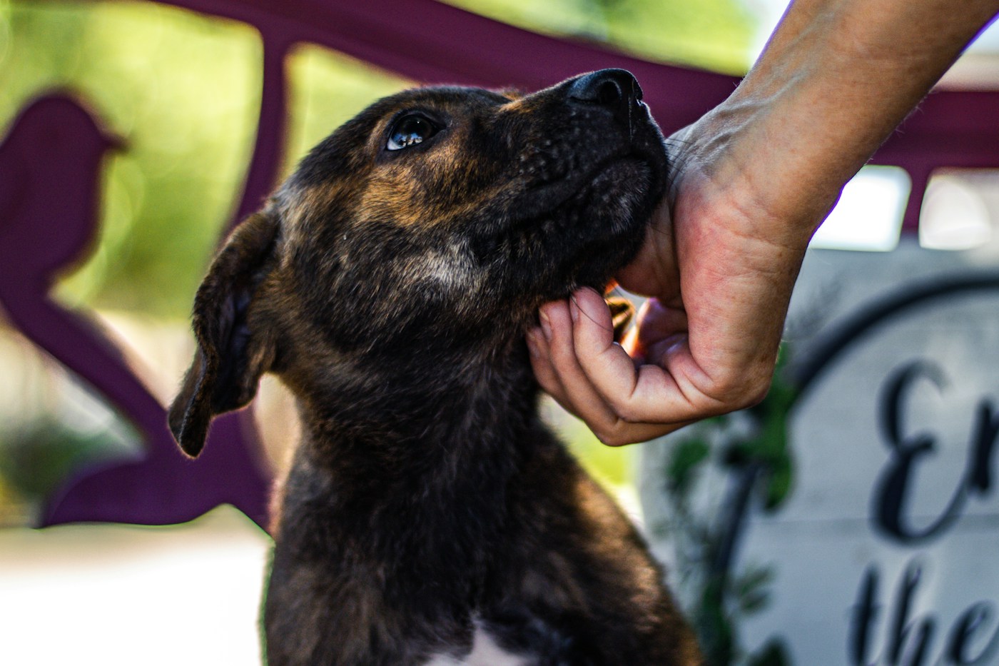 A hand gently holding the chin of a brown shelter dog
